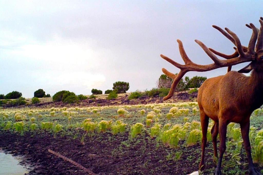 Affittacamere Broken Spur Ranch, Off Gridoasis#Stargazing Valle Esterno foto